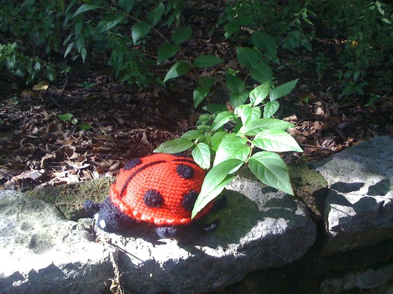 Crochet lady bug pattern
